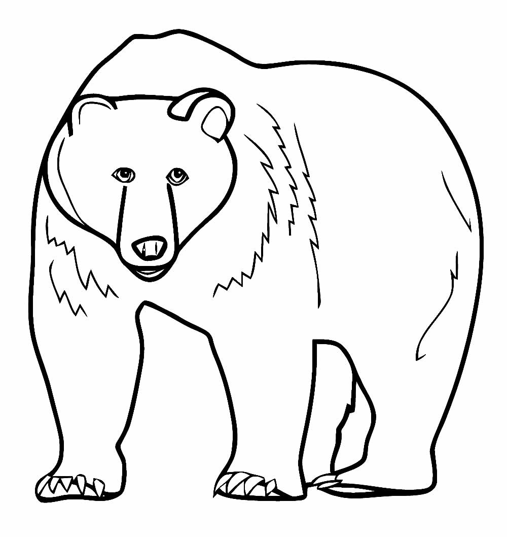 Desenho de Urso