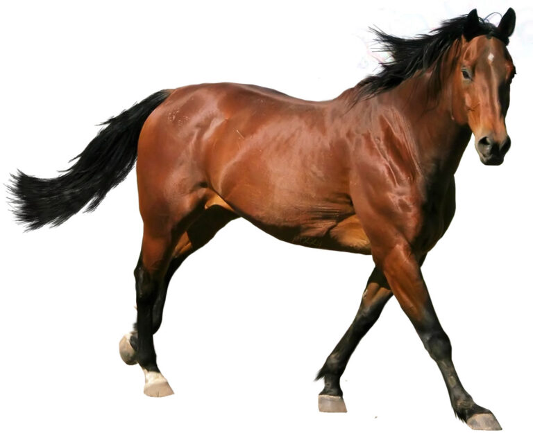 Desenhos de Cavalos para Colorir e Pintar - Tudo Para Colorir