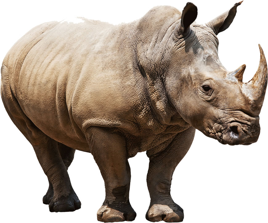 Imagem de Rinoceronte