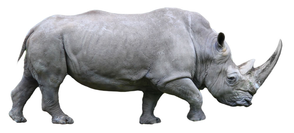 Imagem de Rinoceronte para Imprimir