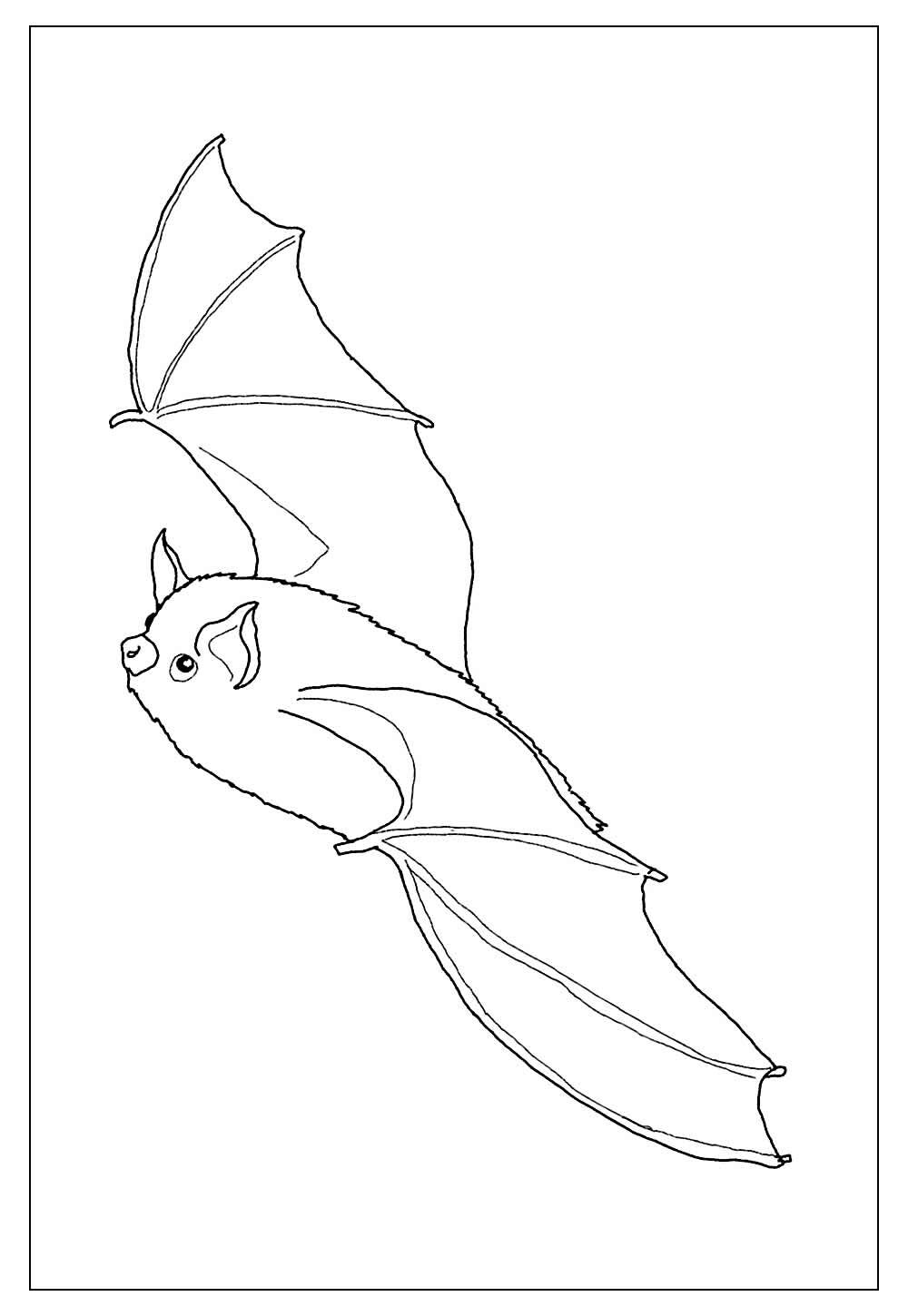 Desenho Morcego Realista Colorir