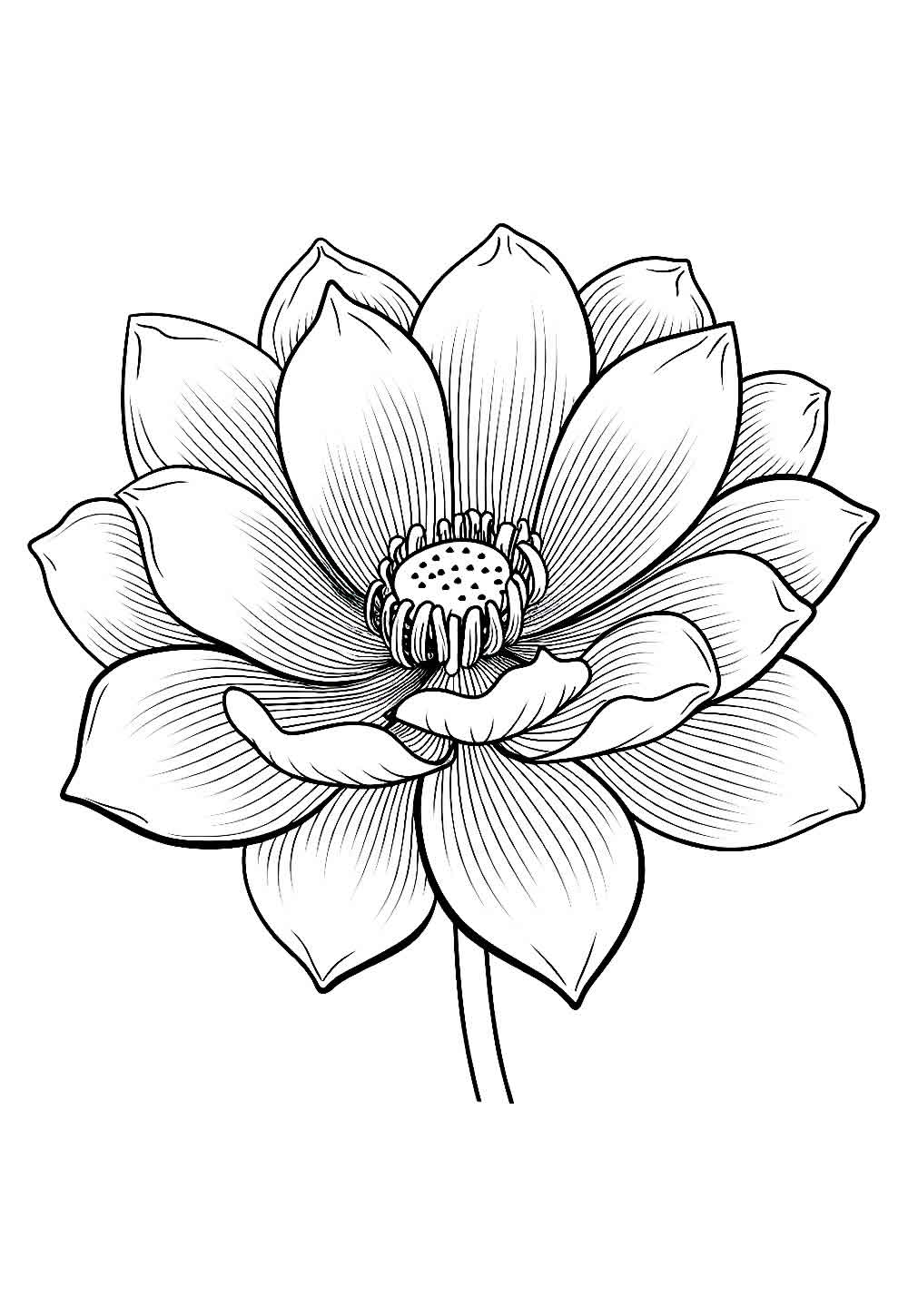 Desenho da Flor de Lótus para pintar