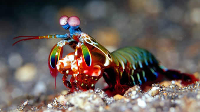 Camarão Mantis