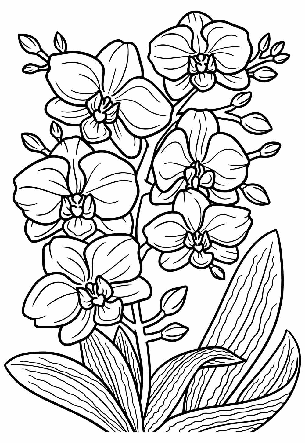Desenho de Orquídea para colorir