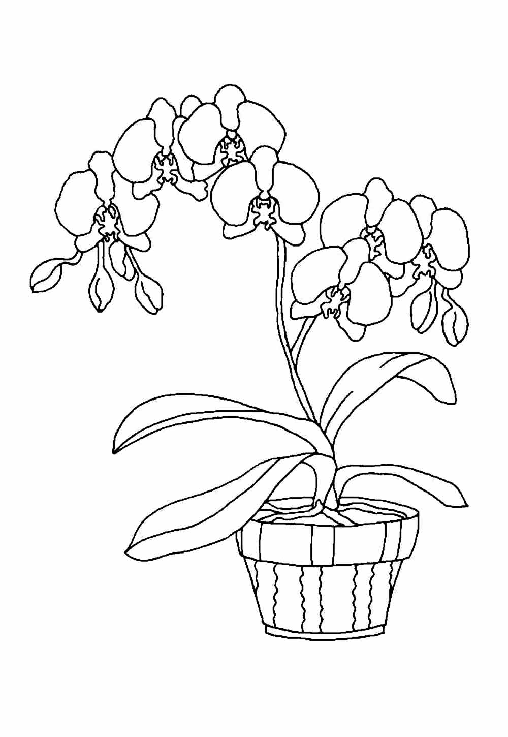 Desenho de Flor Orquídea para colorir