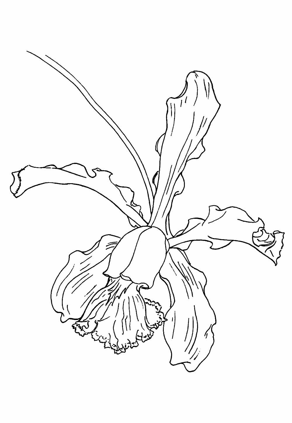Desenho de Flor