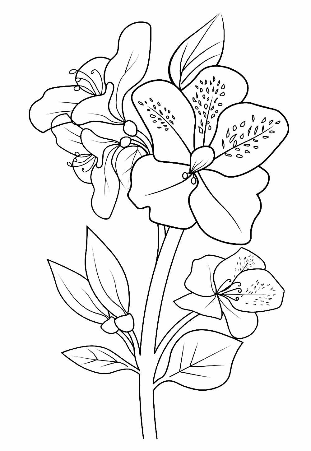 Desenhos de Orquídea