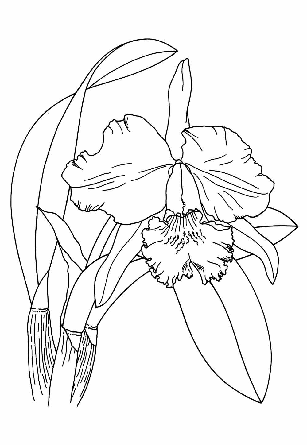 Desenhos Orquídeas Colorir