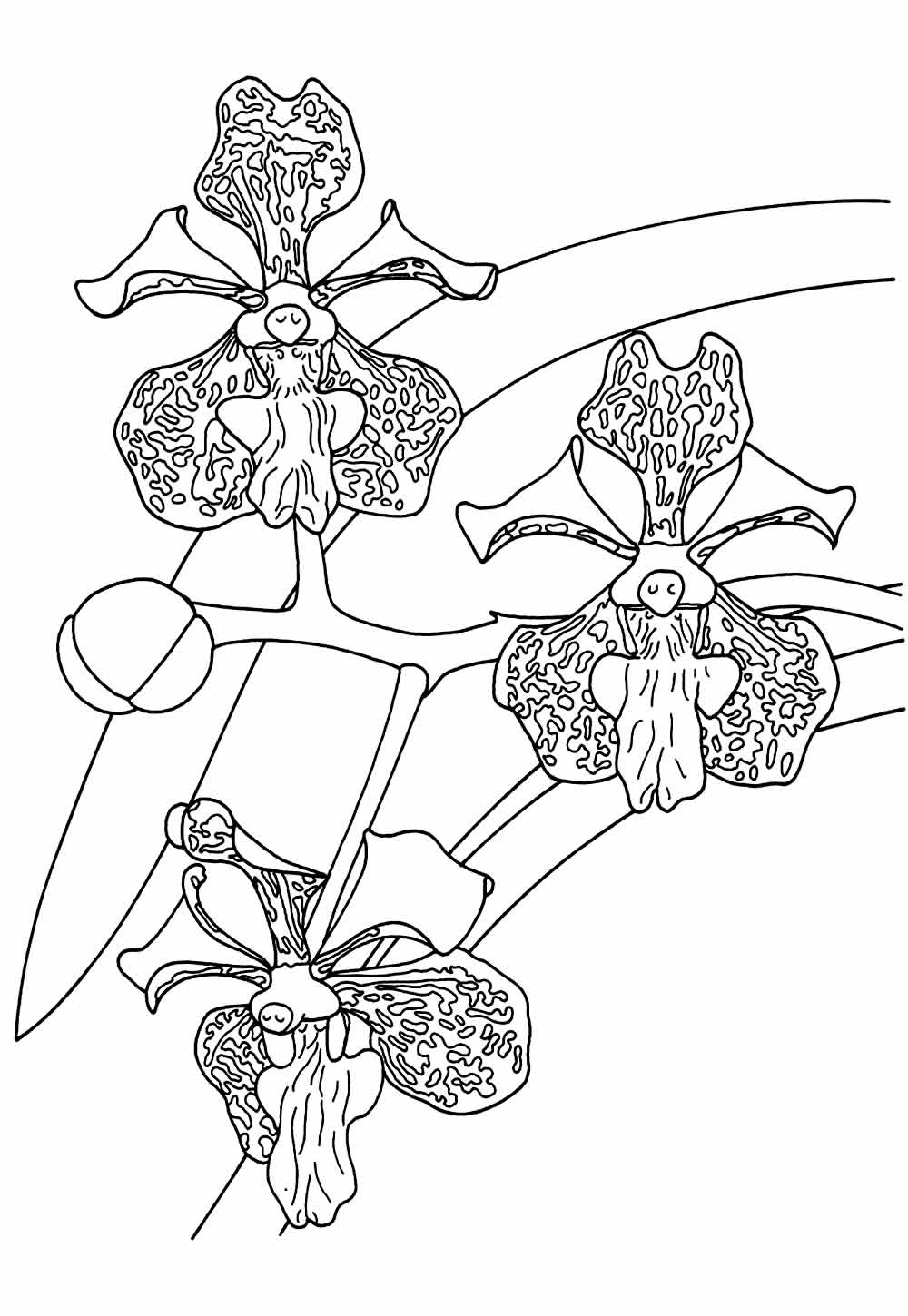 Desenhos Orquídeas Pintar