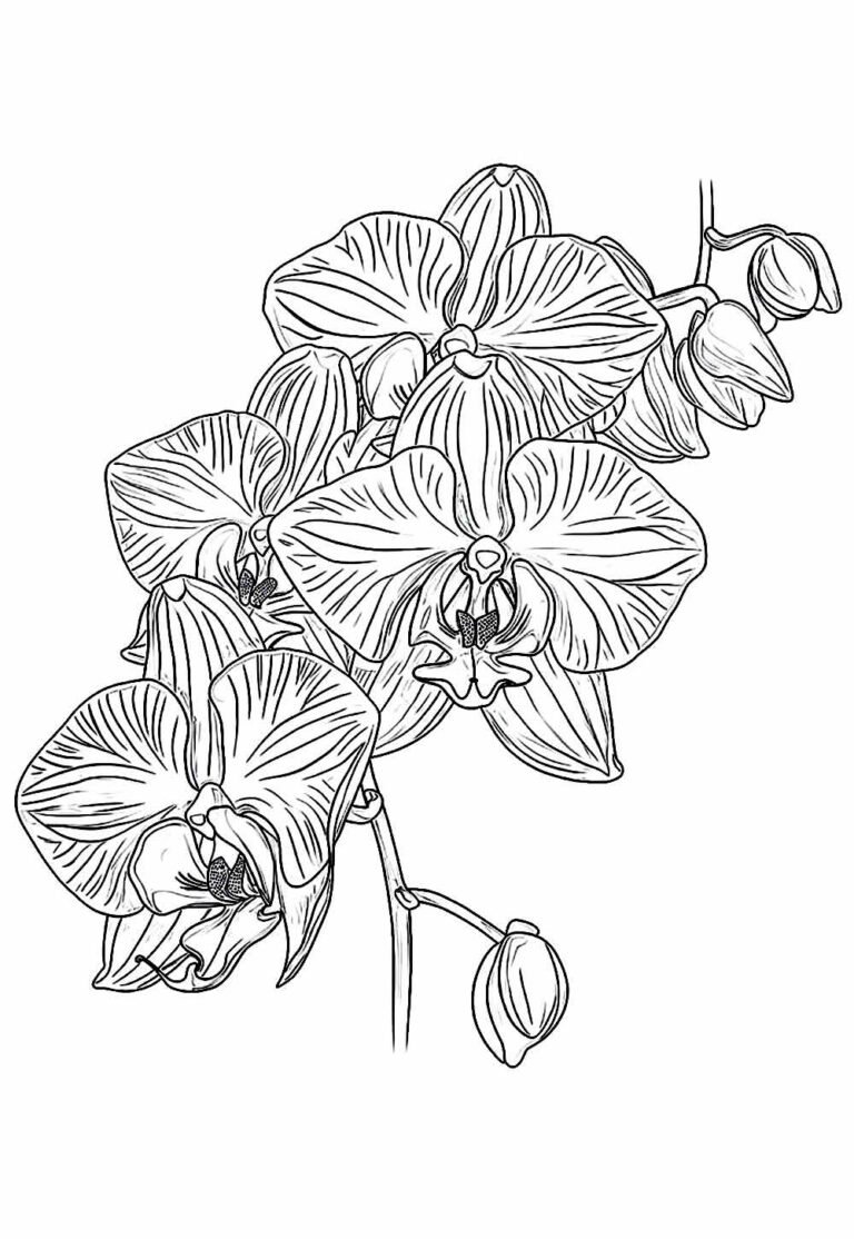 Desenhos de Orquídeas para Colorir e Imprimir - Tudo Para Colorir