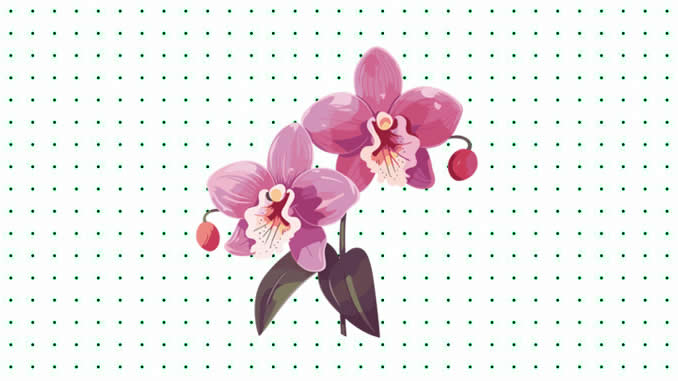 Desenhos de Orquídea para colorir