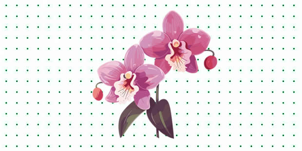 Desenhos de Orquídea para pintar