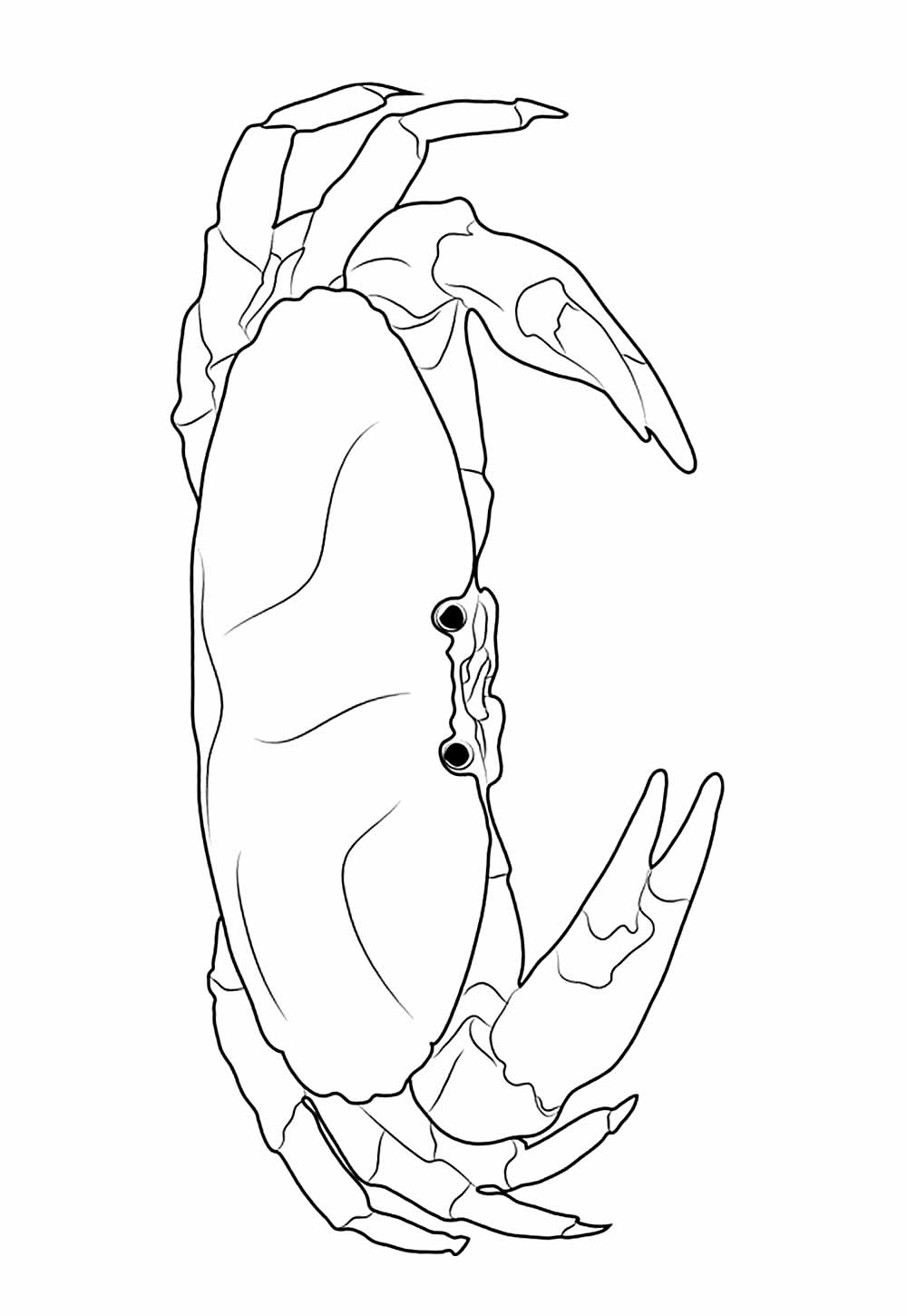 Desenho de Caranguejo para colorir