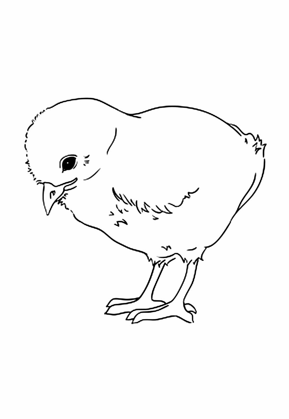 Desenhos de Pintinho