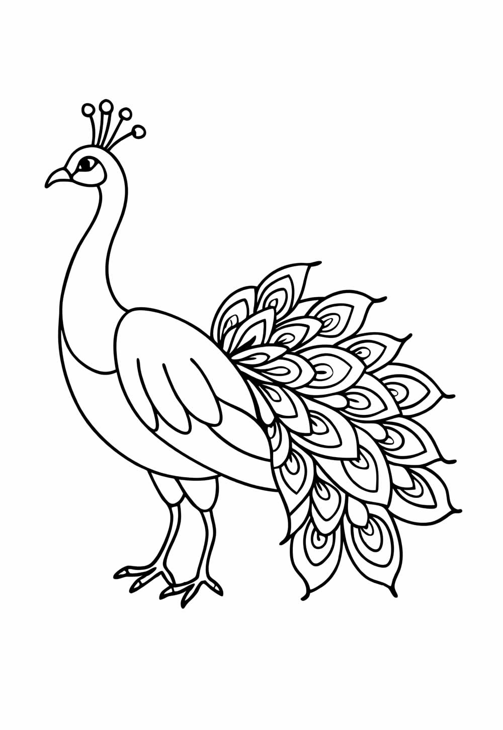 Pavão para colorir