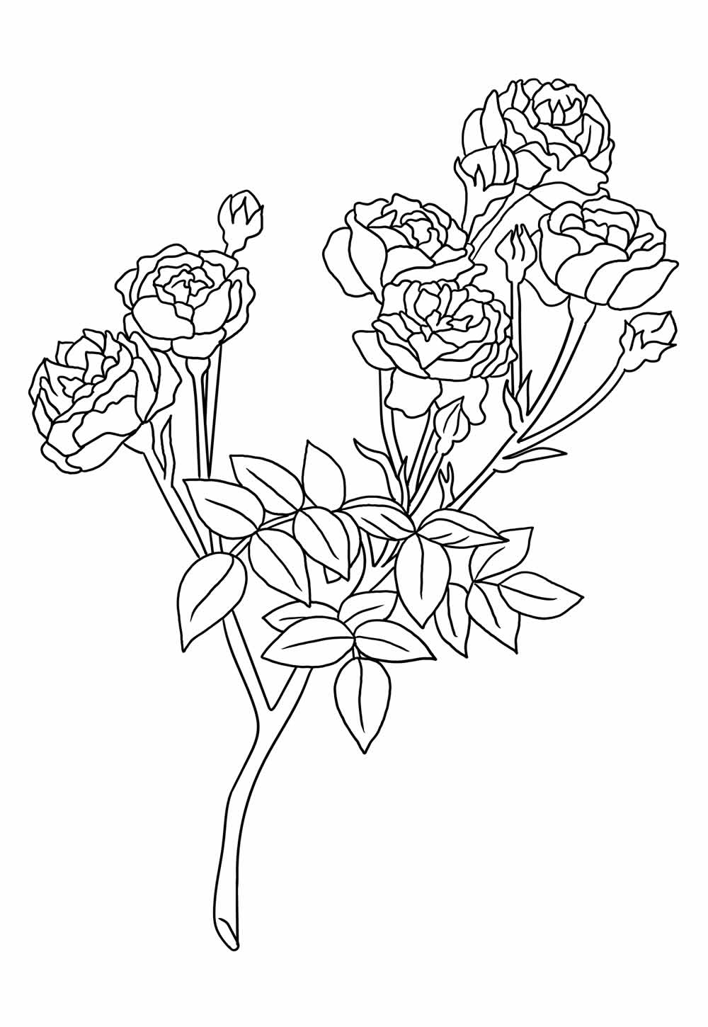 Desenho de Rosas para pintar