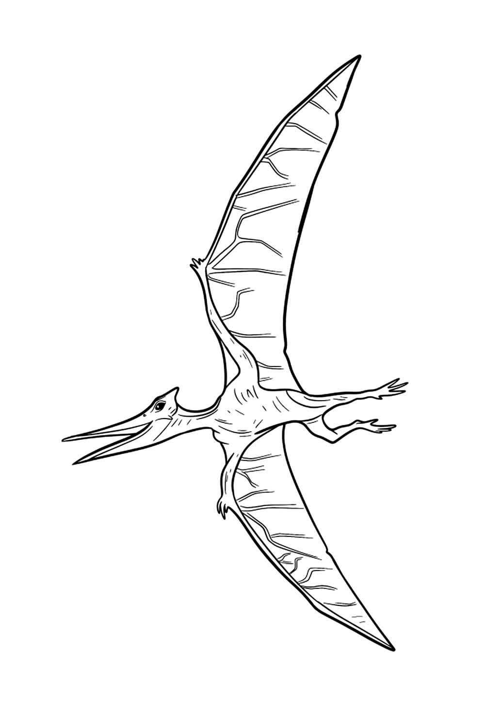 Desenho de Pterodáctilo