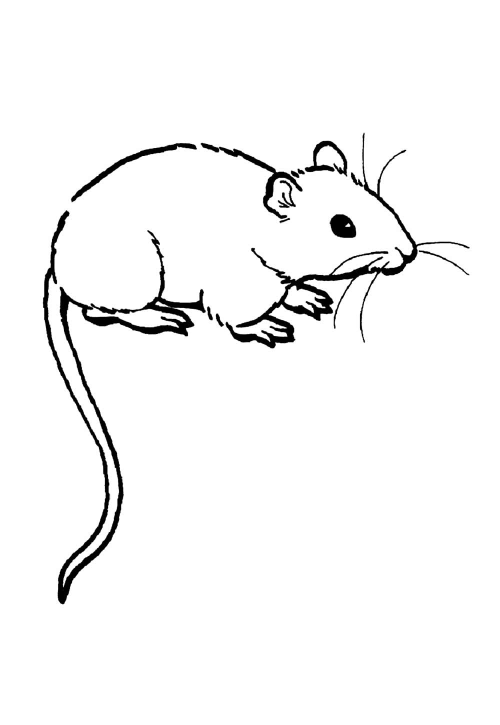 Desenho de Rato para pintar
